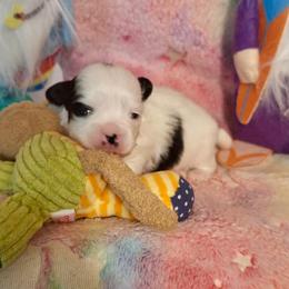Azalea (Zaley) - White female Mi-Ki puppy in Toronto, Ohio from Shekinah’s Mi-Kis & Cricket Hill’s Westies