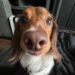 Han So-Low - Dachshund