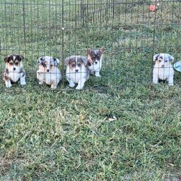 American Corgi and Pembroke Welsh Corgi Puppies from DnD Corgis