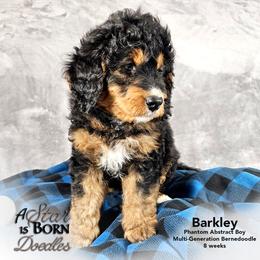 Bernedoodle Puppies from A Star is Born Doodles