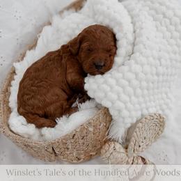 Kanga - Red  female Goldendoodle puppy in Roanoke Rapids, North Carolina from Sweeter than Honey Doodles