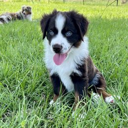 Miniature American Shepherd Puppies from Knockout Aussies