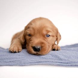 Bear - Dark golden male Golden Retriever puppy in Buhl, Idaho from Atkinson's Goldens