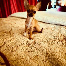 Chihuahua Puppies from ChibiChi