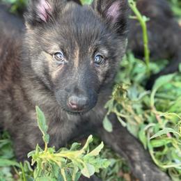 Nugget - Gold brindle male Dutch Shepherd puppy in Hastings, Minnesota from Century Hills Farm