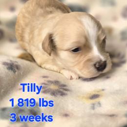 Tilly - Fawn female Havanese puppy in Trinity, Alabama from Tooties Cuties Havanese