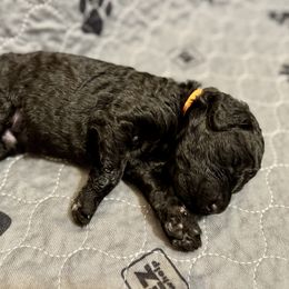 Boy 5 - Poodle puppy in Appleton, Wisconsin from Aspenwood Standard Poodles