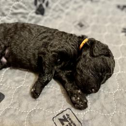 Boy 5 - Poodle puppy in Appleton, Wisconsin from Aspenwood Standard Poodles