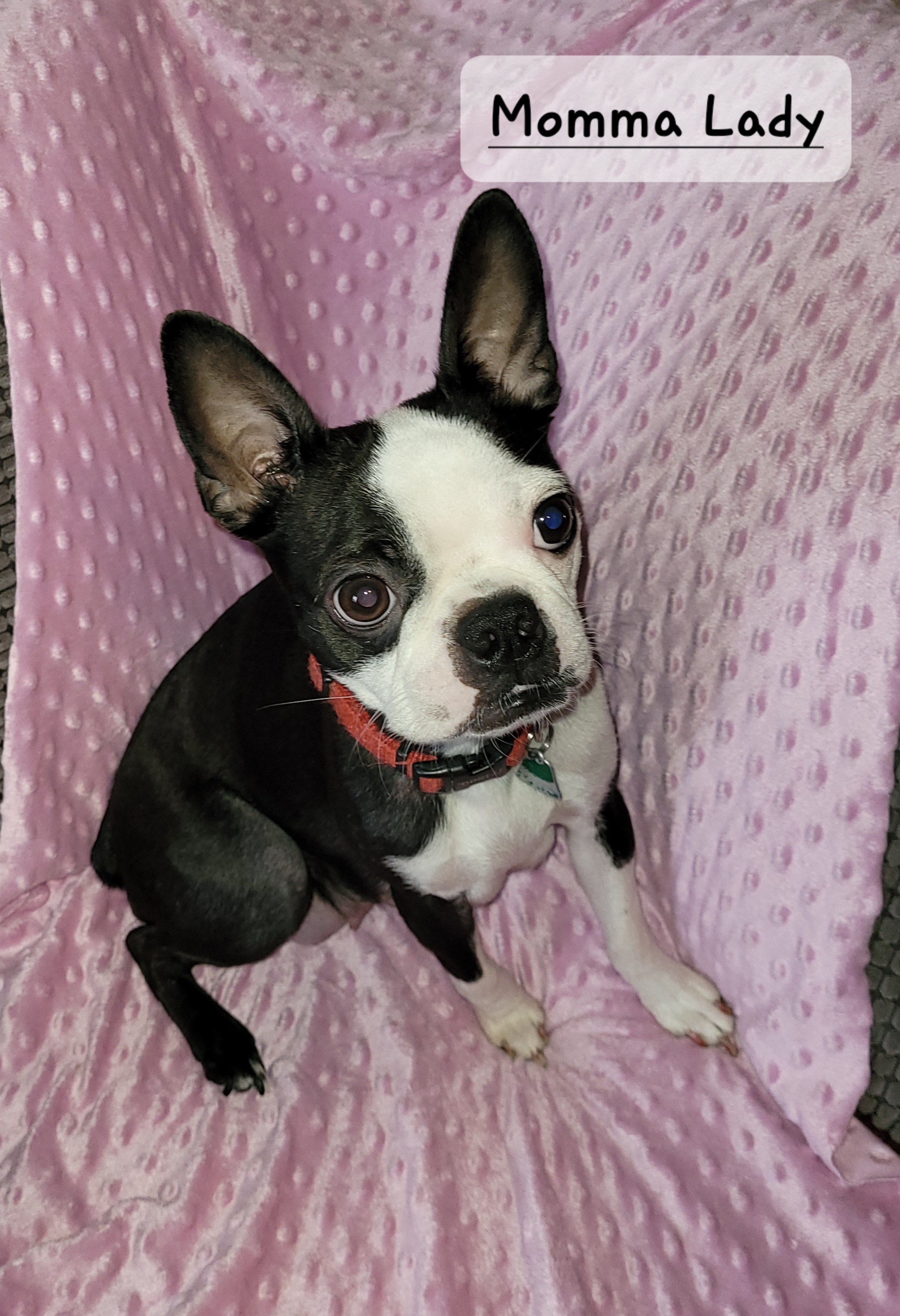 Lady - Boston Terrier