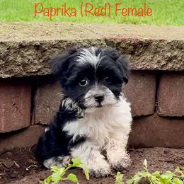 Papika - Black and white female Shichon puppy in De Pere, Wisconsin from Kinzor Kennels