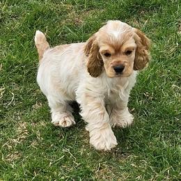 Boy 2 - Red roan male Cocker Spaniel puppy in New Riegel, Ohio from Riegelz Cockers