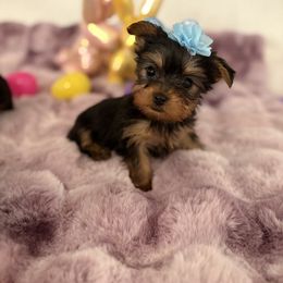Mini mouse tiny Russian parents - Blue and gold Yorkshire Terrier puppy in Las Vegas, Nevada from Quality Poms and Yorkshire Terriers of Las vegas
