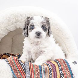 Heaven - Silver female Cockapoo puppy in Montana from Parti Puppies