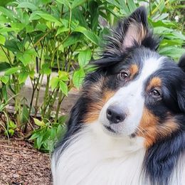 Shetland Sheepdogs from Randall's Shelties