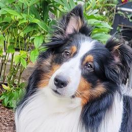 Shetland Sheepdogs from Randall's Shelties