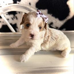 Sleepy - Parti female Goldendoodle puppy in Bradenton, Florida from Christianna’s Mini Goldendoodles