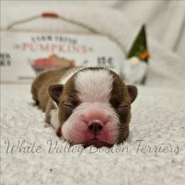 Asteria - Red female Boston Terrier puppy in Mulberry, Arkansas from White Valley Boston Terriers