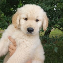 Boy 6 - Golden Golden Retriever puppy in Indiana County, Pennsylvania from Liberty's Legacy Goldens