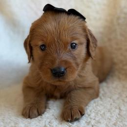 Cocoa - Girl - Dark golden female Golden Retriever puppy in La Verne, California from 4LoveofGoldens