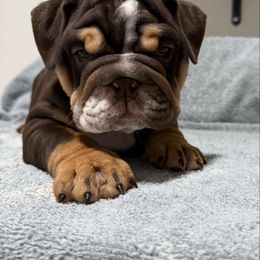 Boy 3 - Chocolate tri-color male Bulldog puppy in Cumming, Georgia from Happy Place Kennels