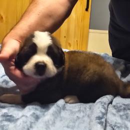 Boy 4 - Brown and white male Saint Bernard puppy in Clover, South Carolina from Sweetest Saints