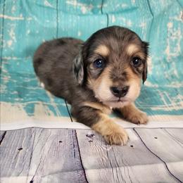 Tatter - Dapple male Dachshund puppy in Anaconda, Montana from Williams Family Dachshunds
