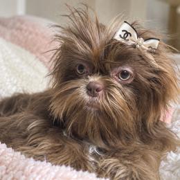 Solene - Chocolate female Shih Tzu puppy in Riverside, California from Be Dazzled Shihtzu