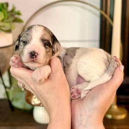 Bernedoodle Puppies from Coco Avenue Pups