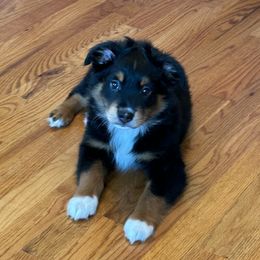 BTM - Black tri male Miniature Australian Shepherd puppy in Tallapoosa, Georgia from Williams Shepherds