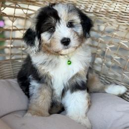 Corndog - Blue merle male Aussiedoodle puppy in Grinnell, Iowa from Rural Iowa Aussies & Doodles