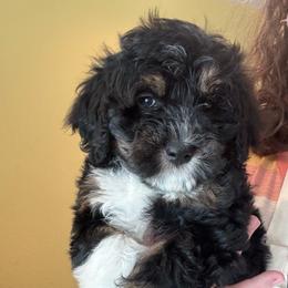 Cortina - Tri-color female Bernedoodle puppy in Eagle Mountain, Utah from Liberty Farms Puppies