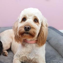 Raya - Goldendoodle