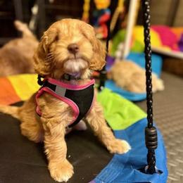 Australian Labradoodle Puppies from Blue Line Doodles of Arizona