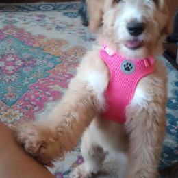 Madison - Merle female Bernedoodle puppy in Woodland, Georgia from Bethel Doodle Ranch