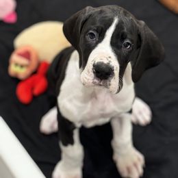 Girl 2 - Great Dane puppy from City Slickers Danes