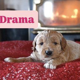 Drama - Apricot female Goldendoodle puppy in Dallas, Oregon from Angel Mortenson