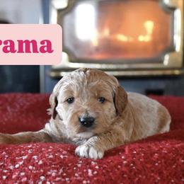 Drama - Apricot female Goldendoodle puppy in Dallas, Oregon from Angel Mortenson