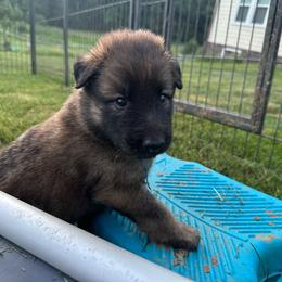 Cove (Blue) - Brown male Belgian Sheepdog puppy in Franklin, West Virginia from Wildmour K9