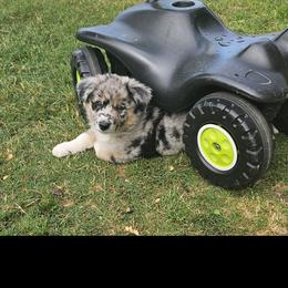 Australian Shepherd Puppies from Cali's Australian Shepherds