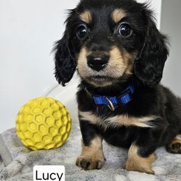 Blue Girl 'Lucy' - Black and cream female Dachshund puppy in Parkersburg, West Virginia from Bourbon Barrel Ridge Doxies