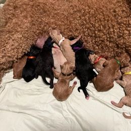 Poodle Puppies from Stunningly Sweet Standards