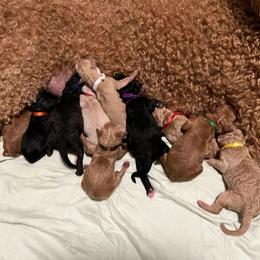 Poodle Puppies from Stunningly Sweet Standards