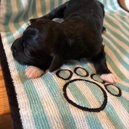 Snowfeet - Black and white female Aussiedoodle puppy in Elk, Washington from James Ruby Farms