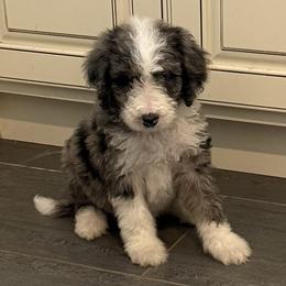 Blitz - Blue merle male Aussiedoodle puppy in Lavonia, Georgia from H & A Kennels