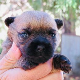 Blondie - Red wheaten female Cairn Terrier puppy in Redding, California from Macushla Kennel