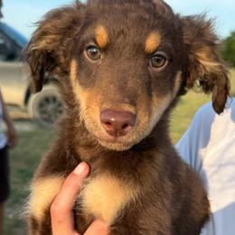 Reed - Red phantom male Aussiedoodle puppy in Austin, Texas from Doodles of Central Texas