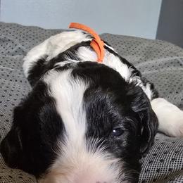 Olive - Orange - Black and white female Bernedoodle puppy in Carlisle, Iowa from Farnsworth Bernedoodles