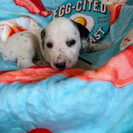 Sausage- Black - White and black male Dalmatian puppy in Claremore, Oklahoma from Lotsofdots Dalmatians