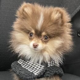 Chai - Pomeranian