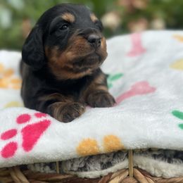 Scottie - Black and tan female Dachshund puppy in Centralia, Washington from Devoted Doxies